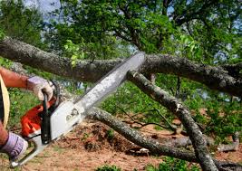 How Our Tree Care Process Works  in  Wadsworth, IL