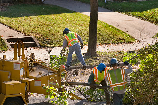 Tree and Shrub Care in Wadsworth, IL